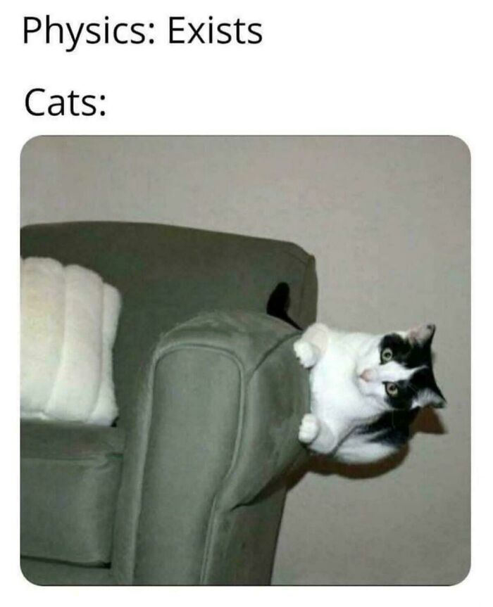 Wait, They Actually Ranked These Cat Memes?!