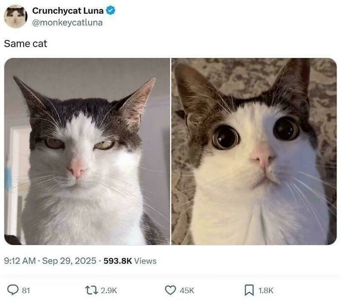 Wait, They Actually Ranked These Cat Memes?!