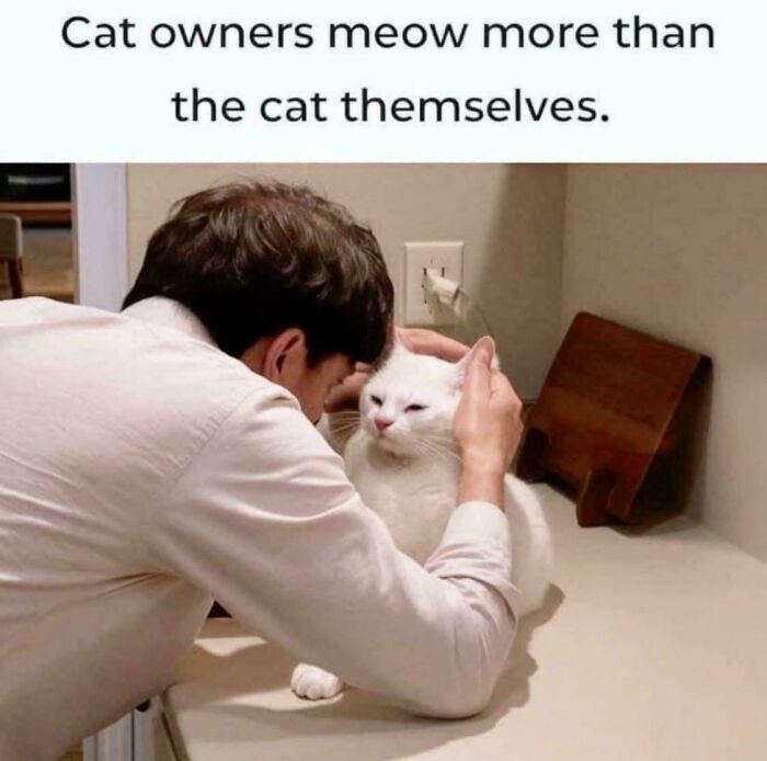 Wait, They Actually Ranked These Cat Memes?!
