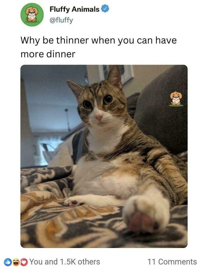 Wait, They Actually Ranked These Cat Memes?!