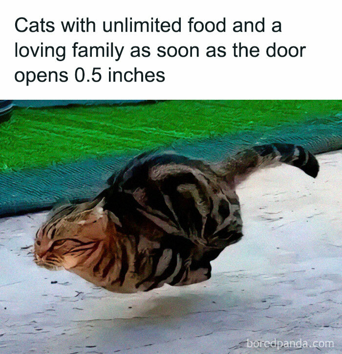 Wait, They Actually Ranked These Cat Memes?!