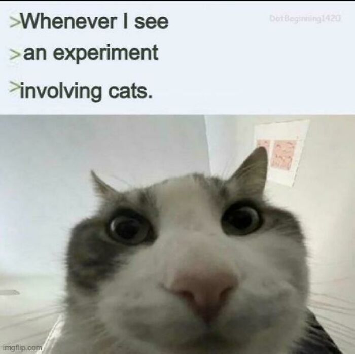 Wait, They Actually Ranked These Cat Memes?!