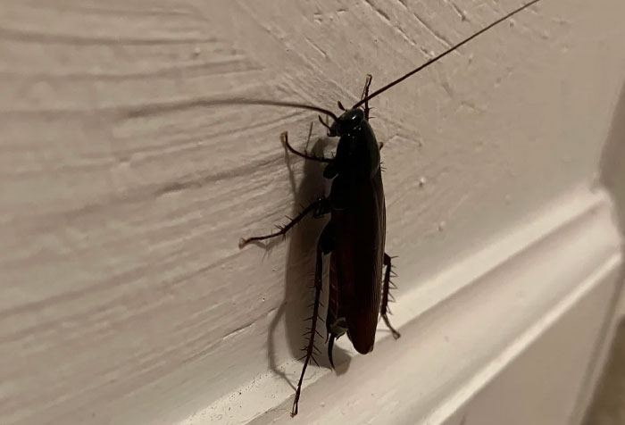 Wait, People Really Have THAT Stuff Hidden At Home?!