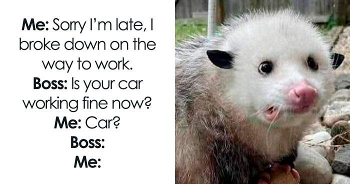 These Animal Memes Are So Grumpy, You’ll LOL For Days
