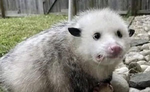 These Animal Memes Are So Grumpy, You’ll LOL For Days