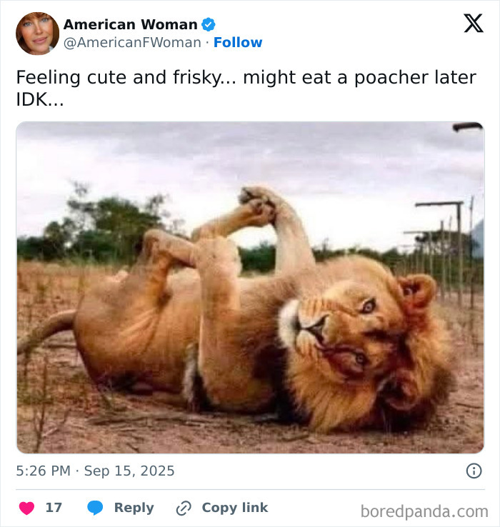 These Animal Memes Are So Grumpy, You’ll LOL For Days