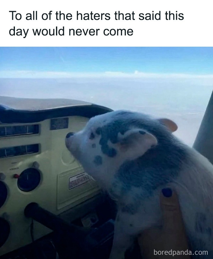 These Animal Memes Are So Grumpy, You’ll LOL For Days