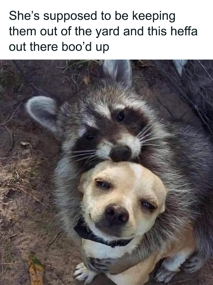 These Animal Memes Are So Grumpy, You’ll LOL For Days