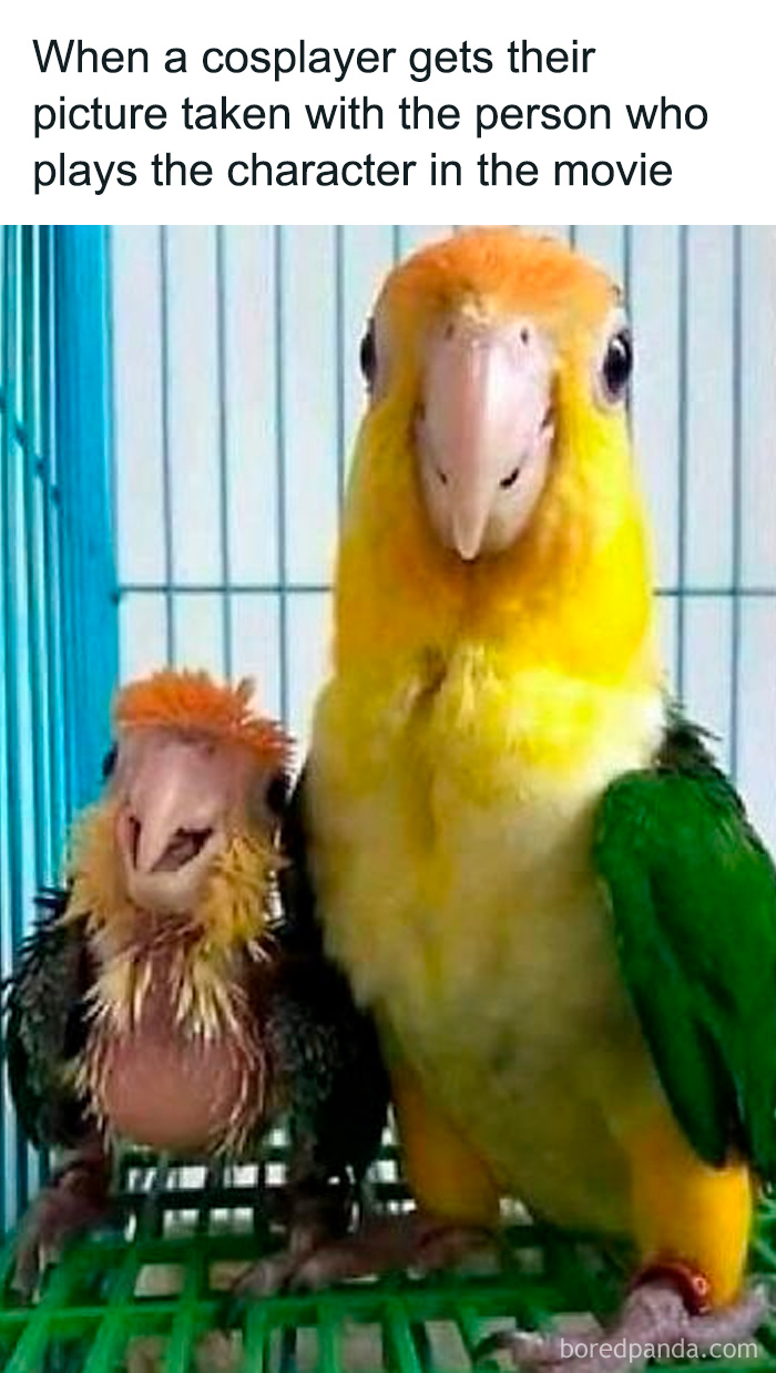 These Animal Memes Are So Grumpy, You’ll LOL For Days