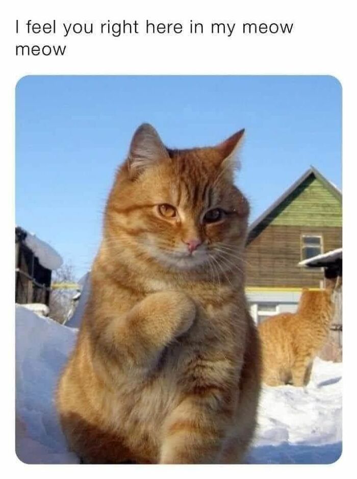 These Animal Memes Are So Grumpy, You’ll LOL For Days