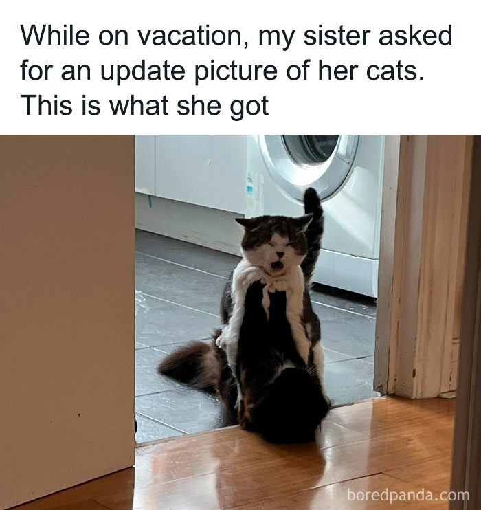 These Animal Memes Are So Grumpy, You’ll LOL For Days