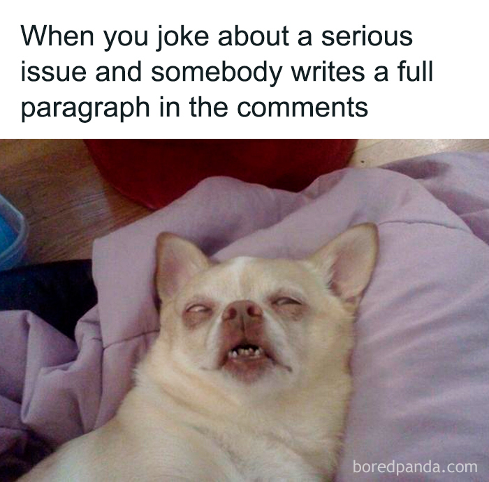 These Animal Memes Are So Grumpy, You’ll LOL For Days