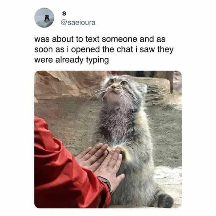 These Animal Memes Are So Grumpy, You’ll LOL For Days