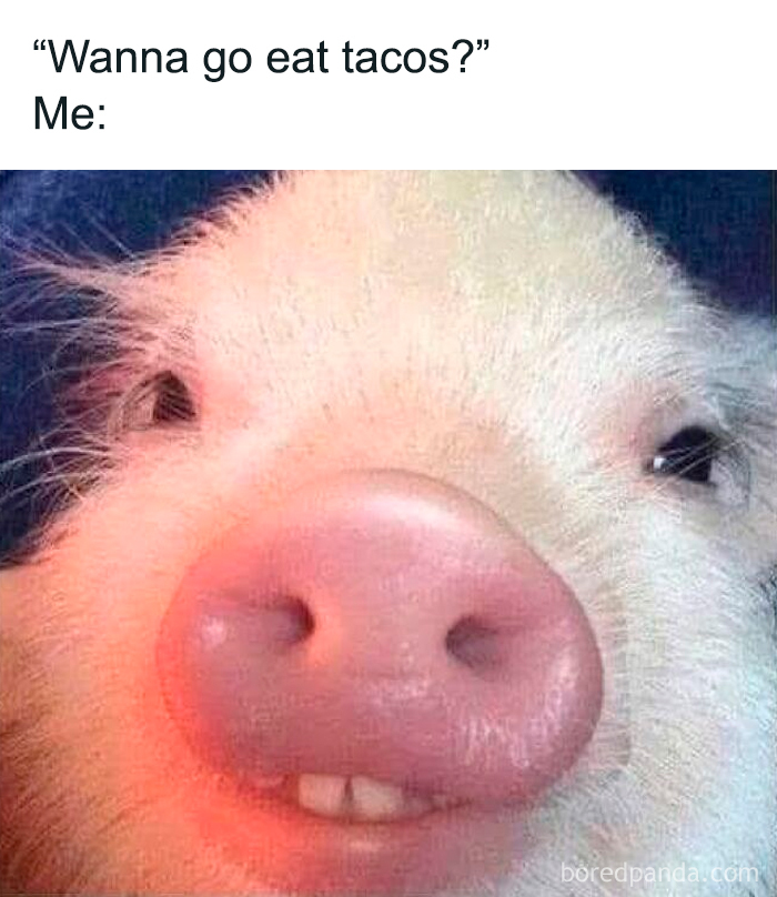 These Animal Memes Are So Grumpy, You’ll LOL For Days