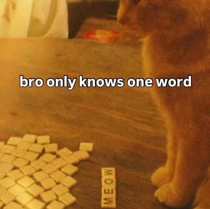 These Animal Memes Are So Grumpy, You’ll LOL For Days