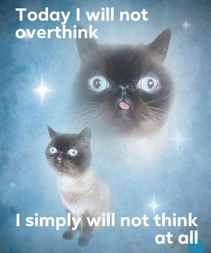 These Animal Memes Are So Grumpy, You’ll LOL For Days