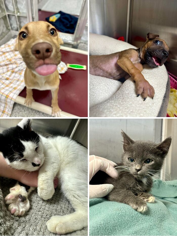 Shelter Vet Tech Spending Christmas With The Cutest Little Friends