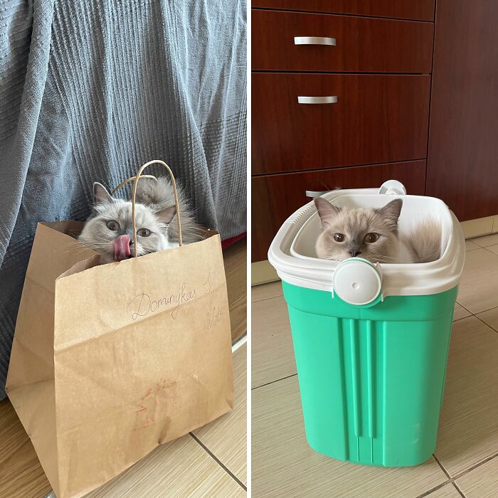 Pets Go Wild with the Weirdest Thrones Ever!