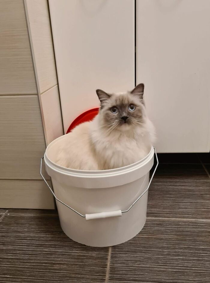 Cat Takes Over a Bucket!