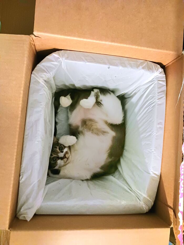 Box? Yep, That’s a Snuggle Spot!