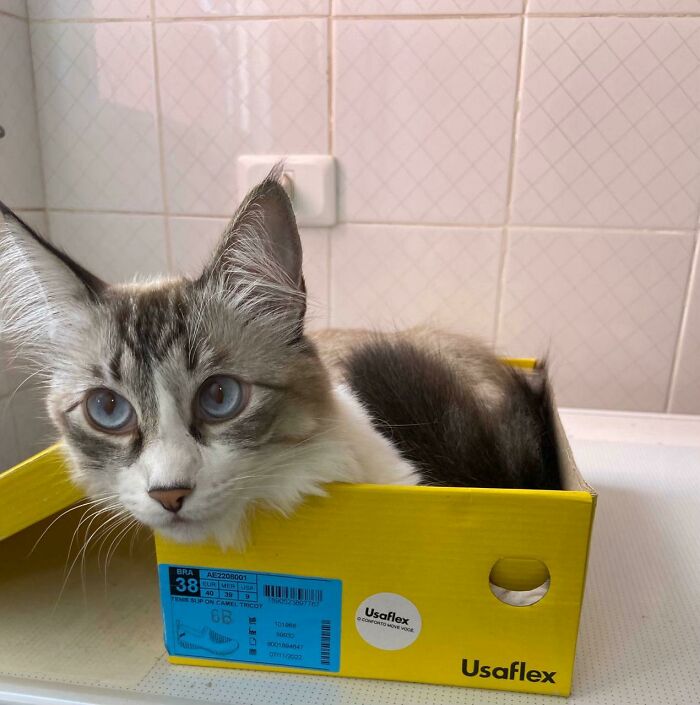Cat Squishes into Shoe Box Like a Boss