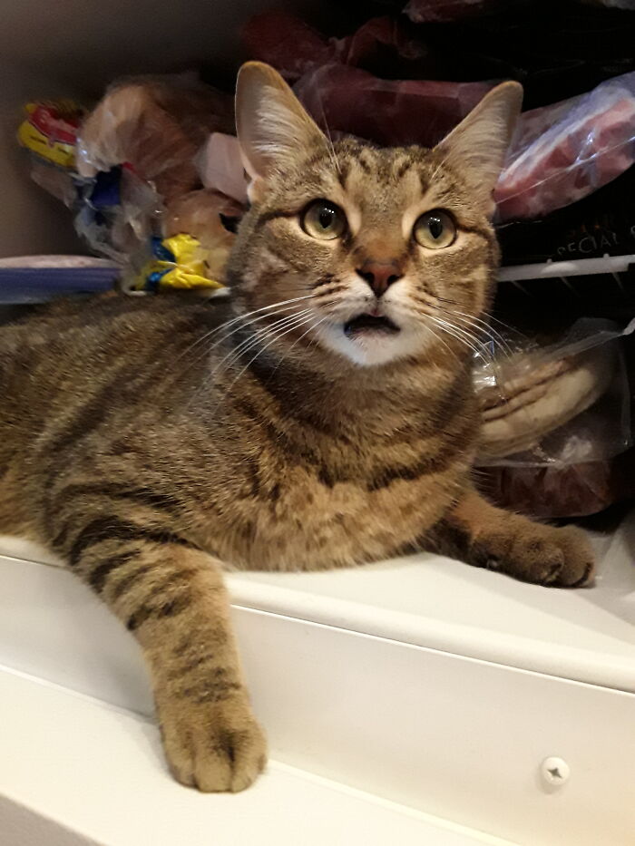 Kittyshark’s Fishy Hangout