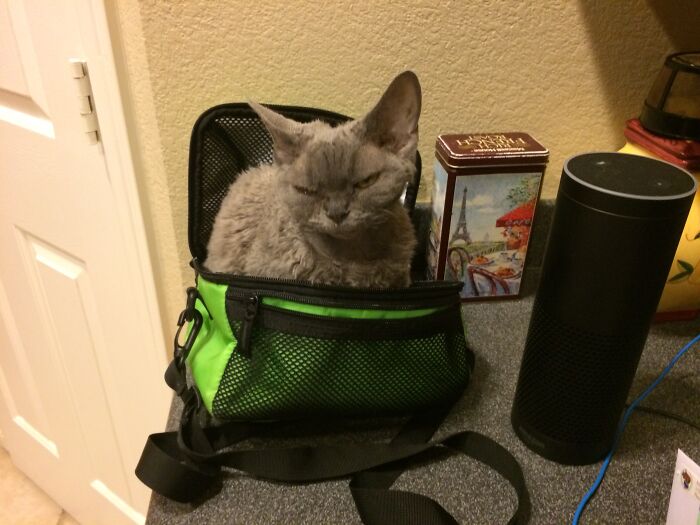 Lunchbox or Catbox?