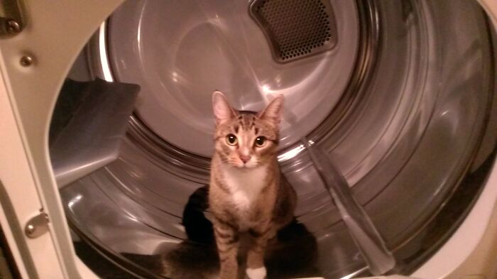 MS Atti: The Throne Chaser