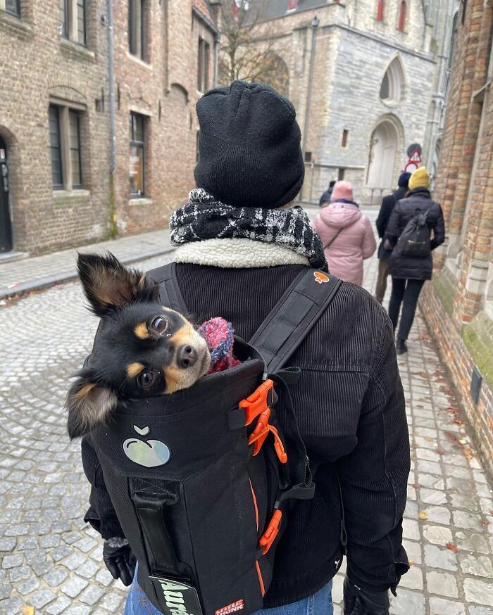 Wait, Dogs in Backpacks Are a Thing? Yep, And They’re Adorbs!