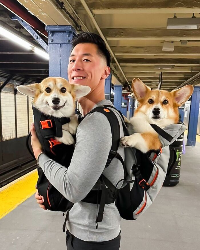 Wait, Dogs in Backpacks Are a Thing? Yep, And They’re Adorbs!