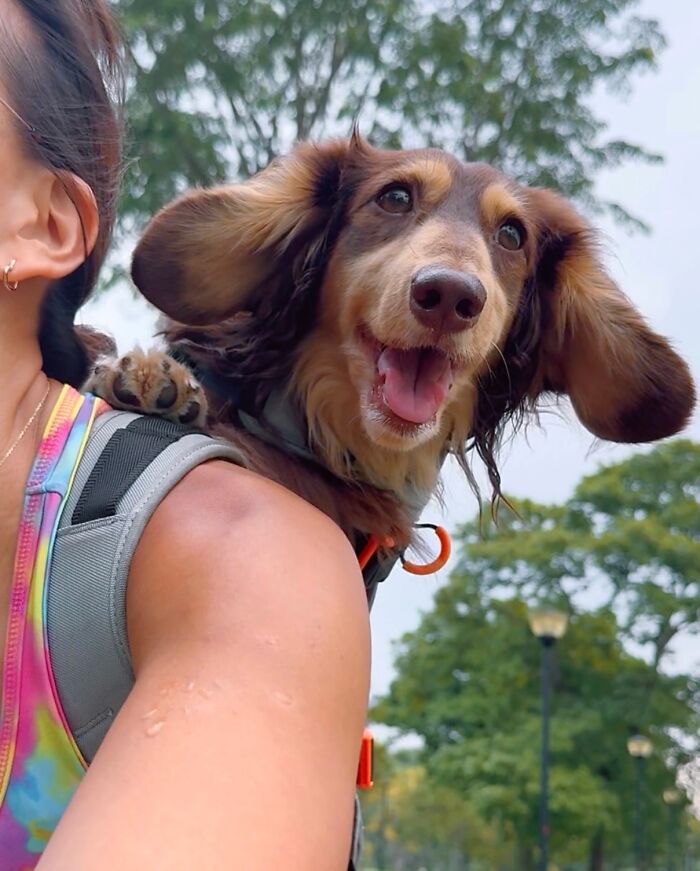 Wait, Dogs in Backpacks Are a Thing? Yep, And They’re Adorbs!