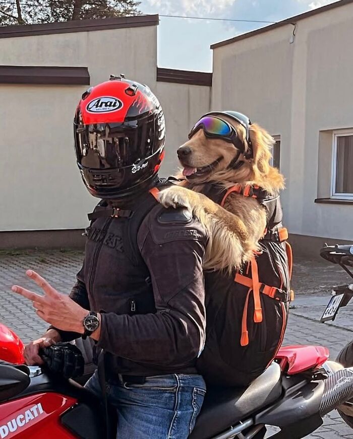 Wait, Dogs in Backpacks Are a Thing? Yep, And They’re Adorbs!