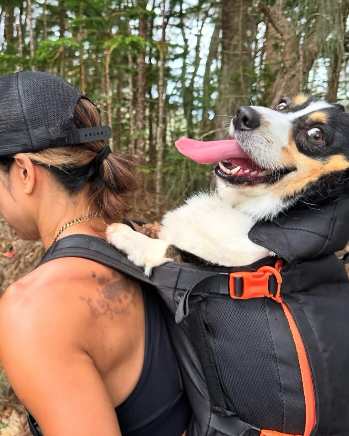 Wait, Dogs in Backpacks Are a Thing? Yep, And They’re Adorbs!