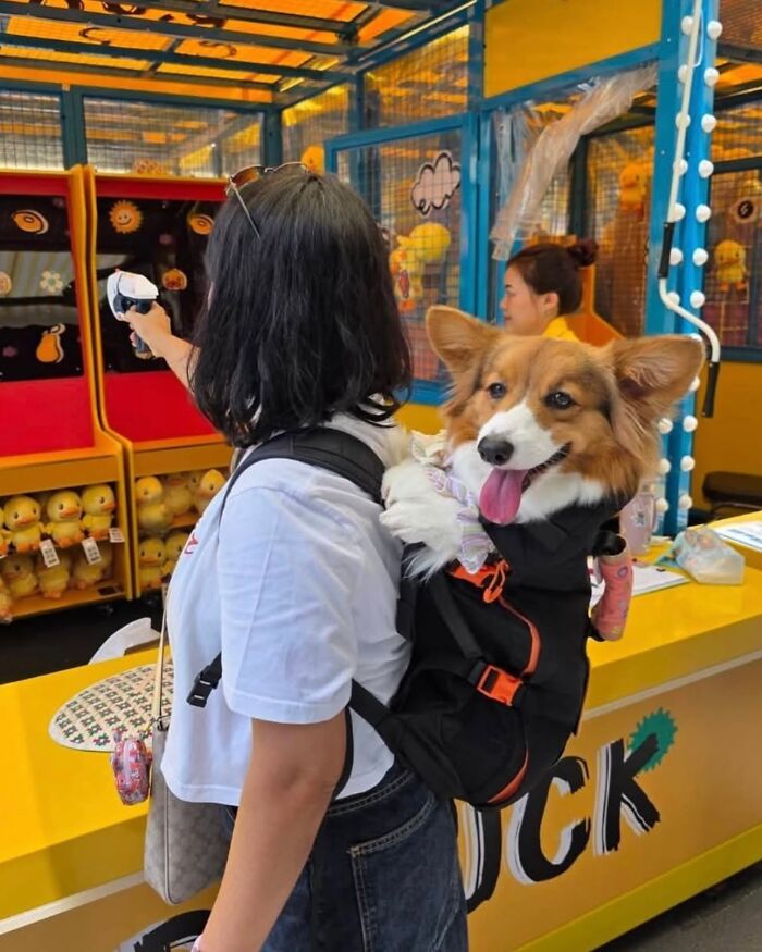 Wait, Dogs in Backpacks Are a Thing? Yep, And They’re Adorbs!
