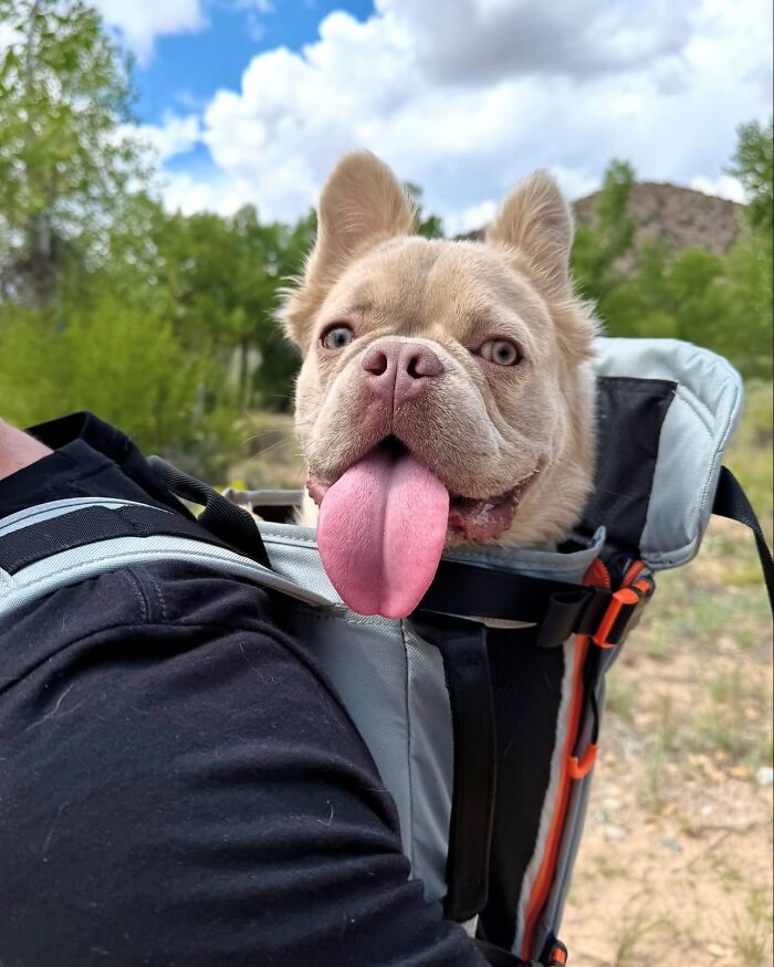 Wait, Dogs in Backpacks Are a Thing? Yep, And They’re Adorbs!