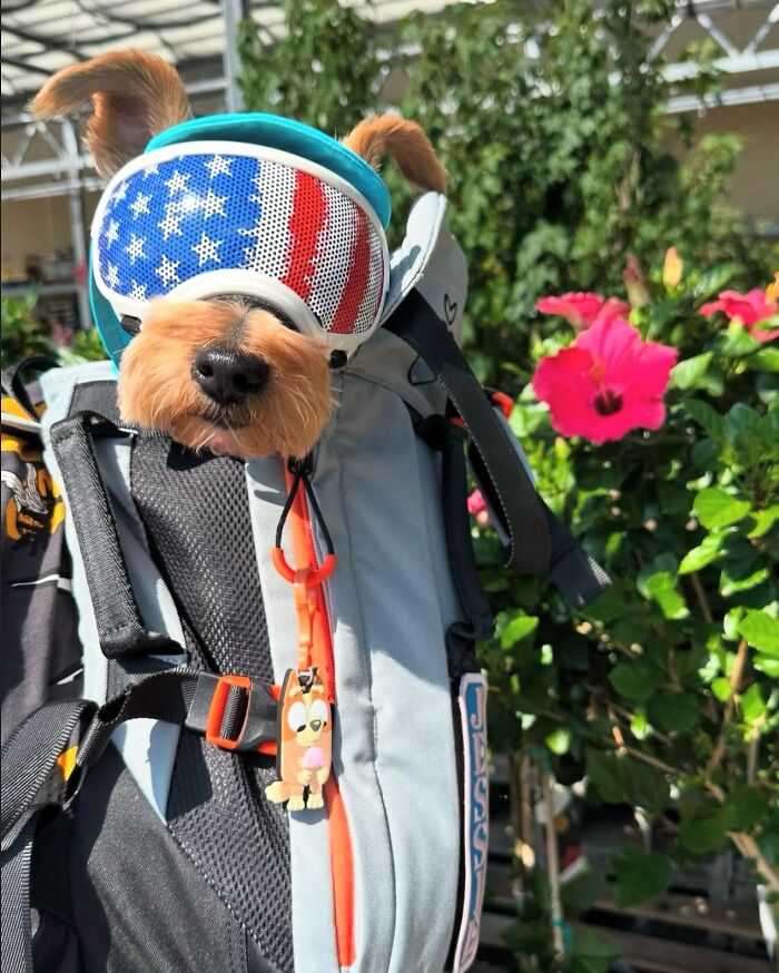Wait, Dogs in Backpacks Are a Thing? Yep, And They’re Adorbs!