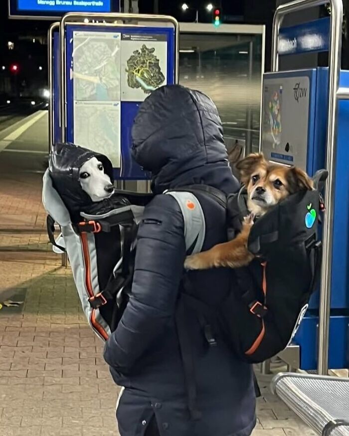 Wait, Dogs in Backpacks Are a Thing? Yep, And They’re Adorbs!