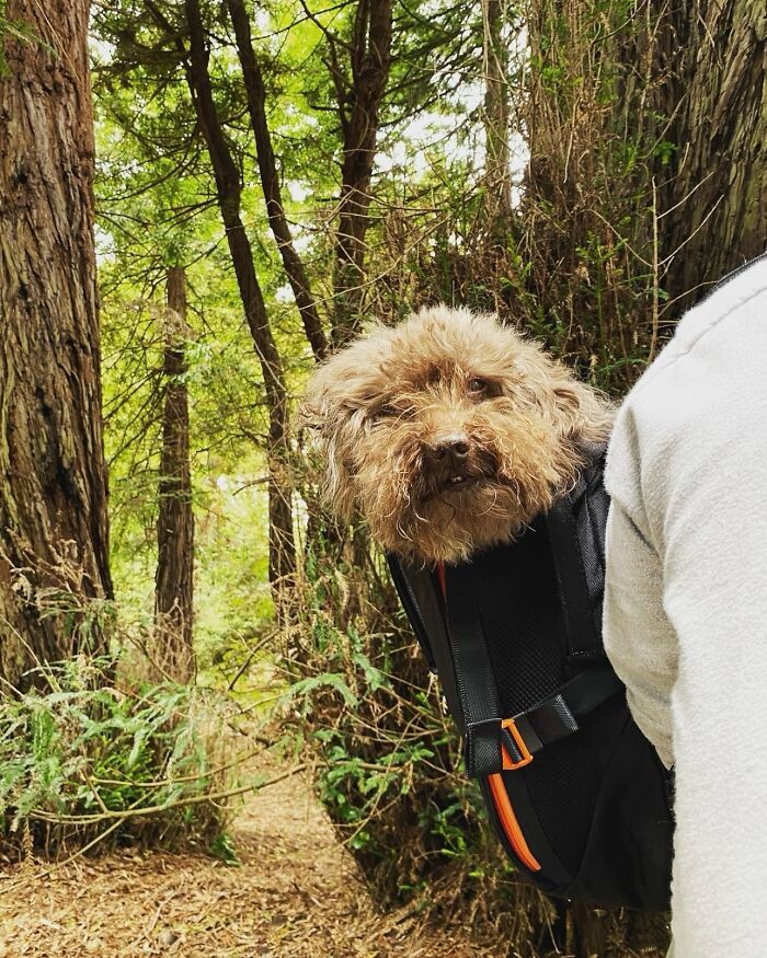 Wait, Dogs in Backpacks Are a Thing? Yep, And They’re Adorbs!