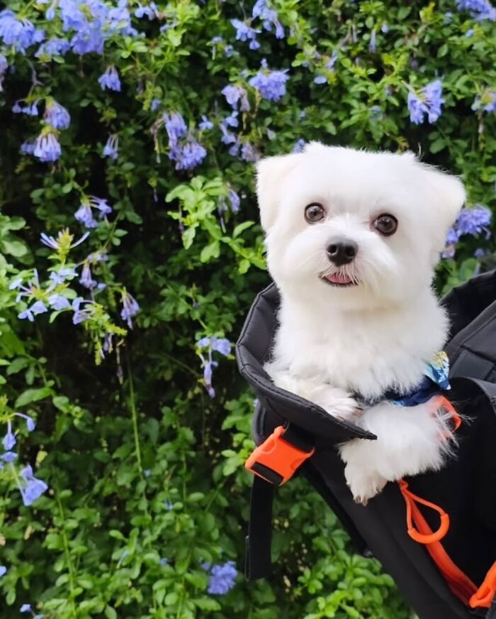 Wait, Dogs in Backpacks Are a Thing? Yep, And They’re Adorbs!