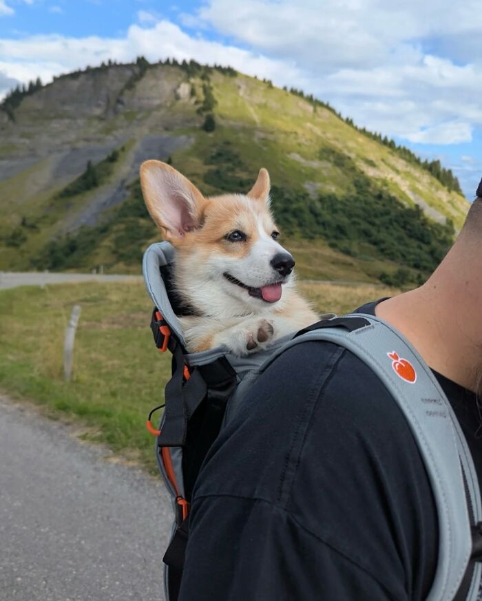 Wait, Dogs in Backpacks Are a Thing? Yep, And They’re Adorbs!
