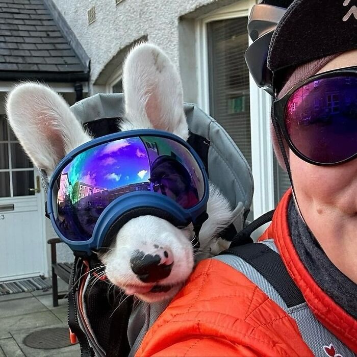 Wait, Dogs in Backpacks Are a Thing? Yep, And They’re Adorbs!