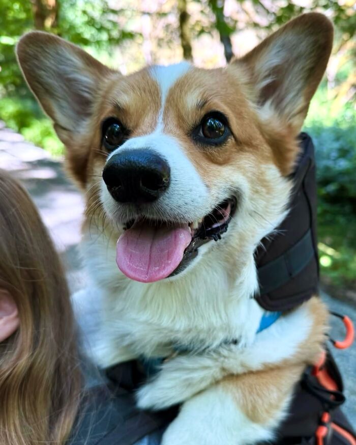 Wait, Dogs in Backpacks Are a Thing? Yep, And They’re Adorbs!