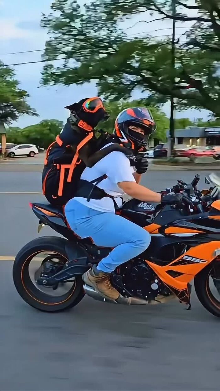 Wait, Dogs in Backpacks Are a Thing? Yep, And They’re Adorbs!