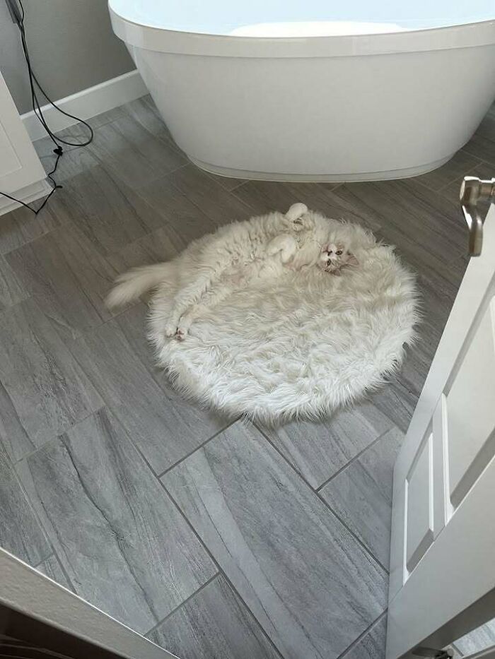 My Rug Just Grew a Tail