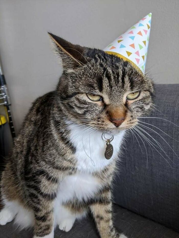 3rd Birthday Party and the Cat Is NOT Impressed