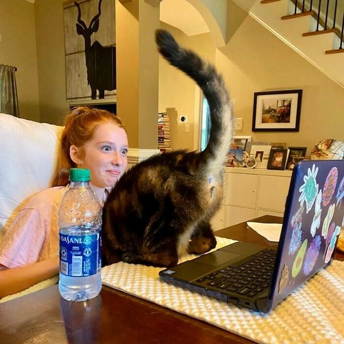 Cat Loves Showing Off During Virtual Classes