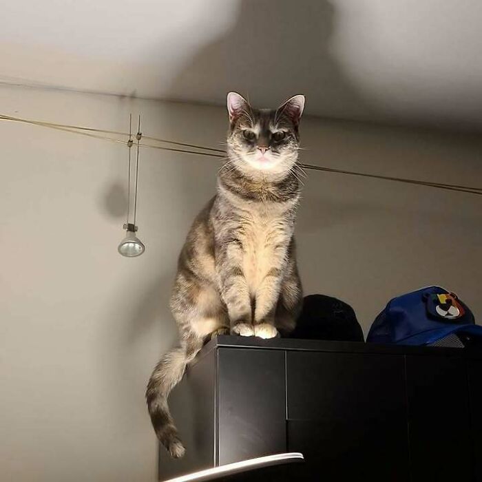 Got a New Lamp... and My Cat Had Plans