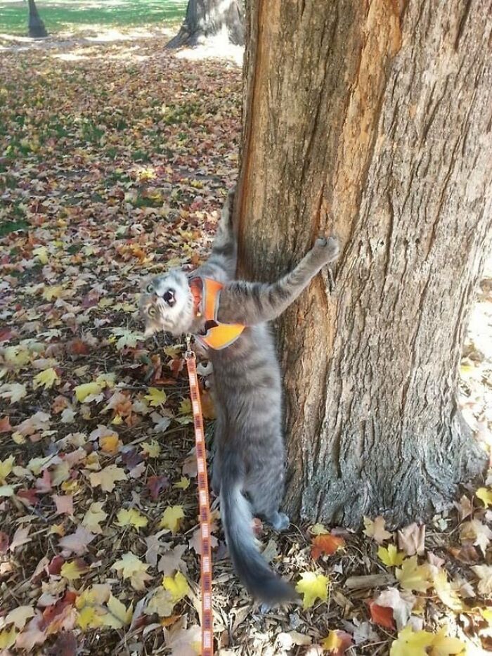 Cat’s Not Sure About Their Leafy Walk