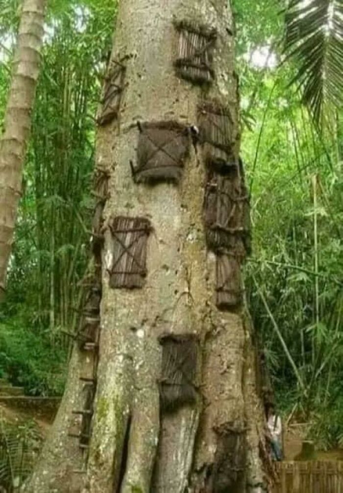 A Baby Buried Inside a Living Tree? Yup, The Toraja Tribe Does This Wild Ritual When Infants Pass Before Getting Teeth