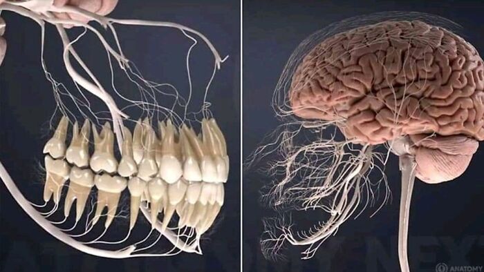 Here’s What All Your Teeth's Nerves Look Like—It's Like a Crazy Nerve Web